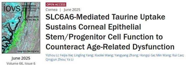 祥乾资产 山东第一医科大学附属眼科研究所周庆军/李雅团队发现牛磺酸改善角膜上皮干/祖细胞功能
